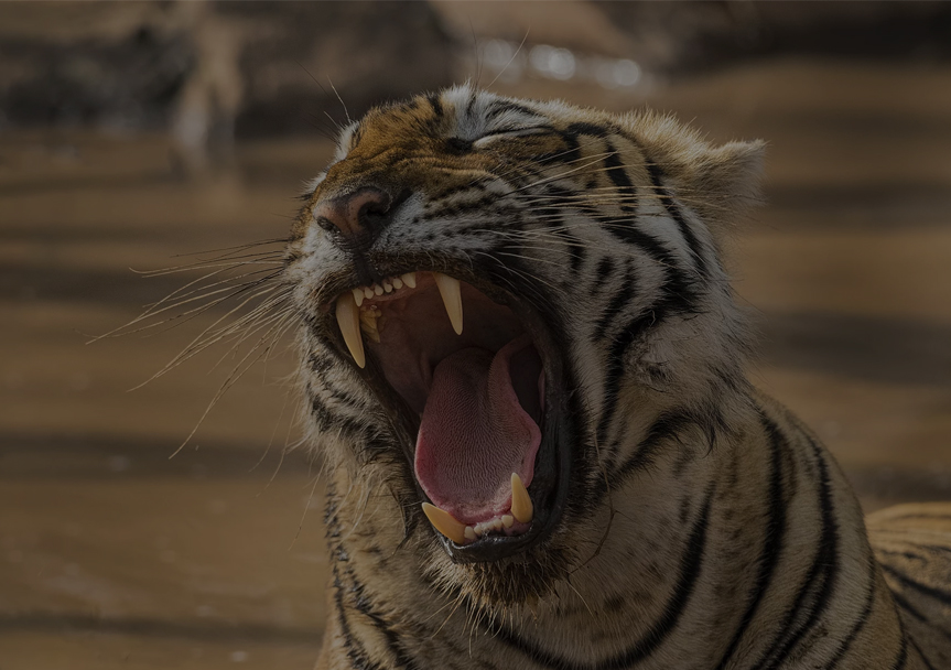 ranthambore-tiger