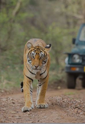 Assam Wildlife