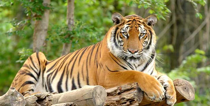 Golden Triangle With Ranthambore